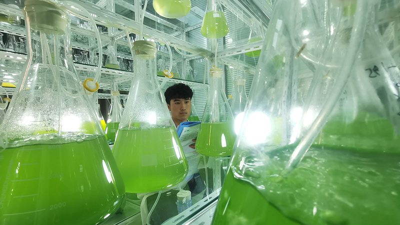 鼠抗人单克隆抗体：正确使用与关键要点**